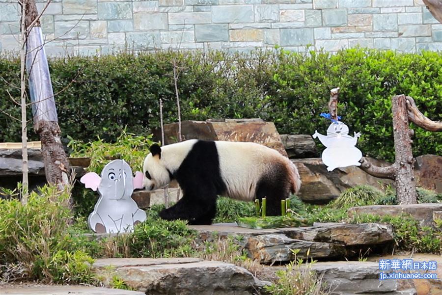 （新华视界）（2）澳大利亚阿德莱德动物园为大熊猫庆生