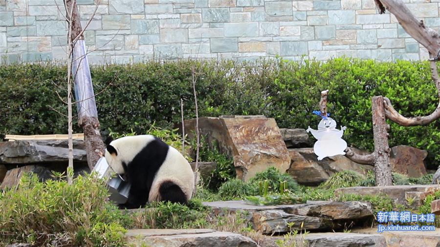 （新华视界）（3）澳大利亚阿德莱德动物园为大熊猫庆生