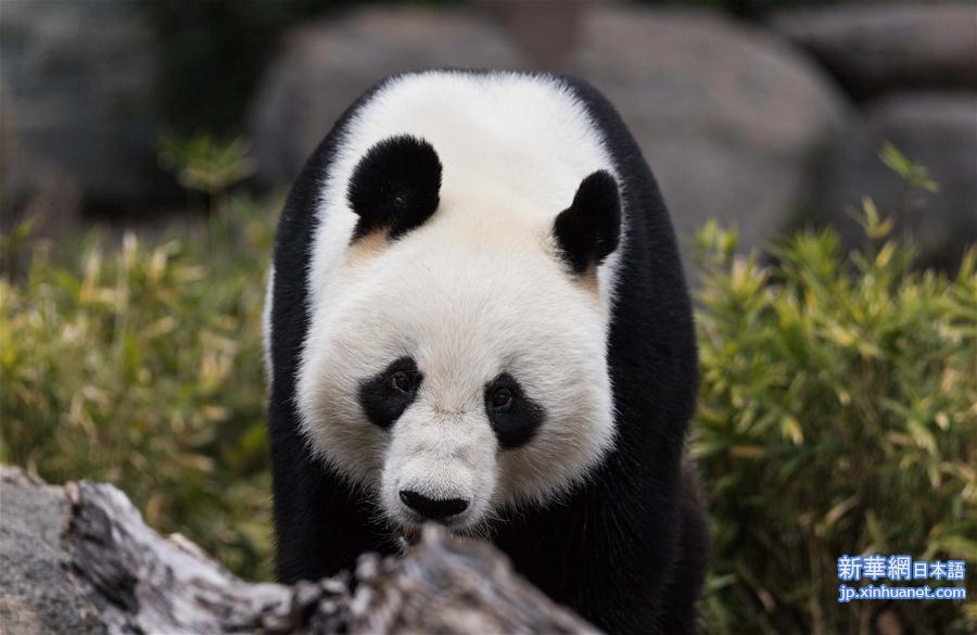 （新华视界）（4）澳大利亚阿德莱德动物园为大熊猫庆生