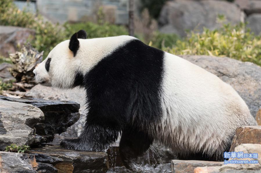 （新华视界）（5）澳大利亚阿德莱德动物园为大熊猫庆生