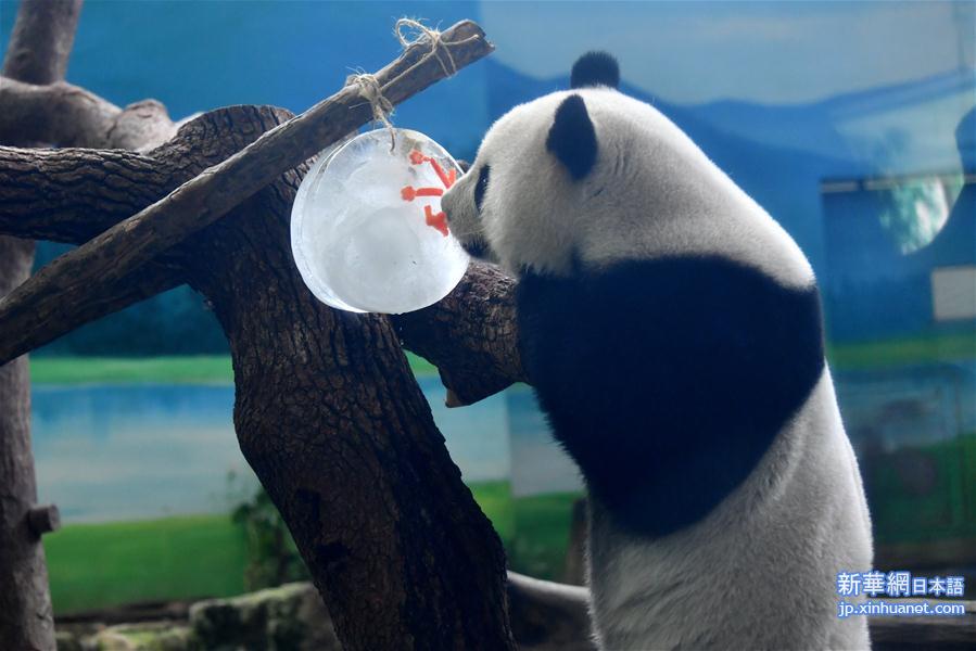 （社会）（2）大熊猫吃“月饼”过中秋