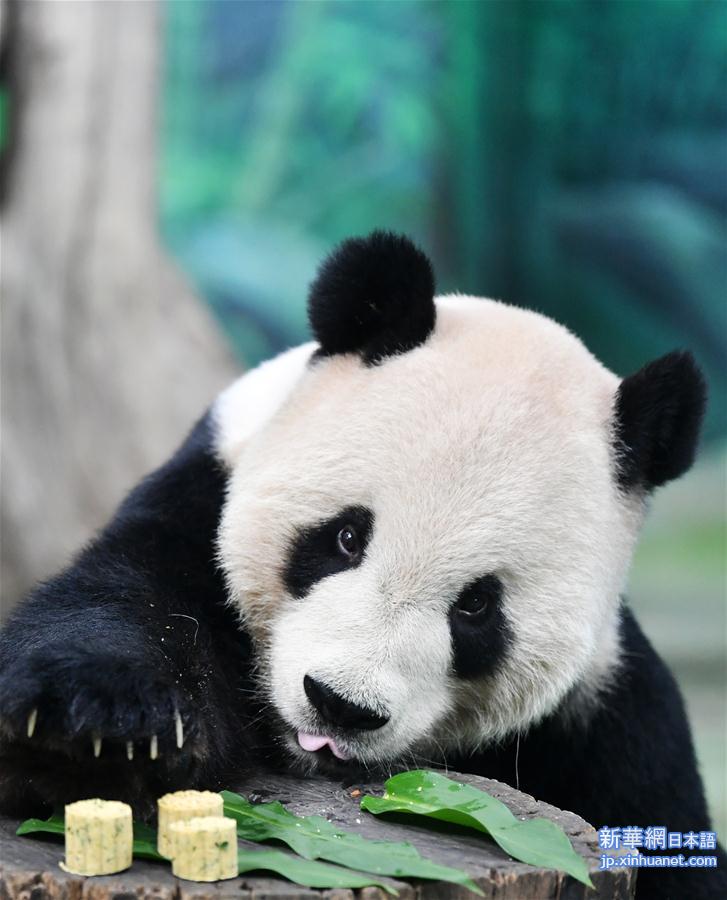 （社会）（4）大熊猫吃“月饼”过中秋