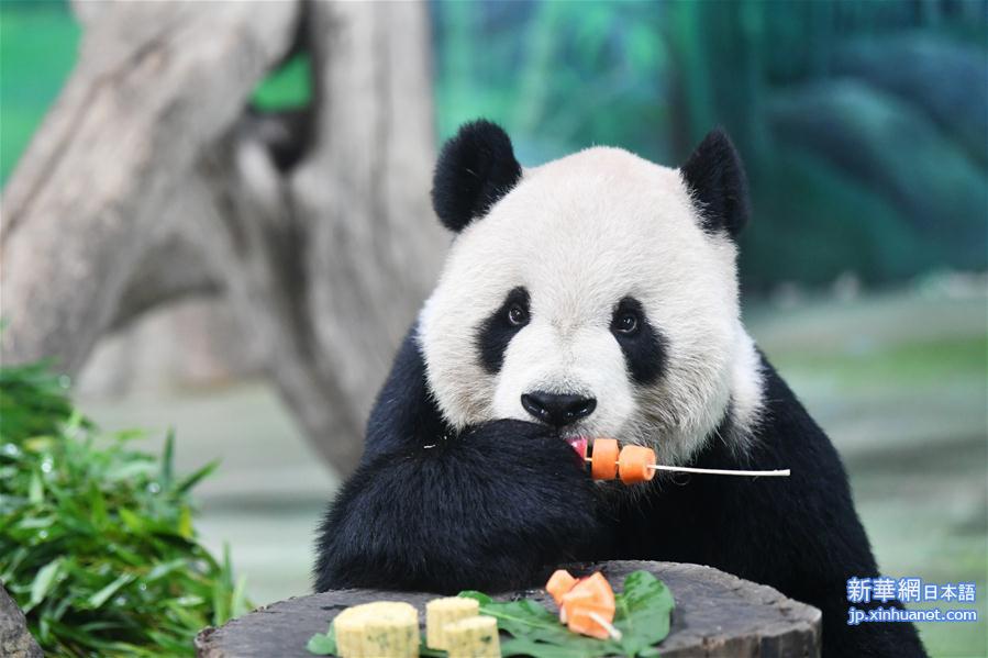 （社会）（6）大熊猫吃“月饼”过中秋