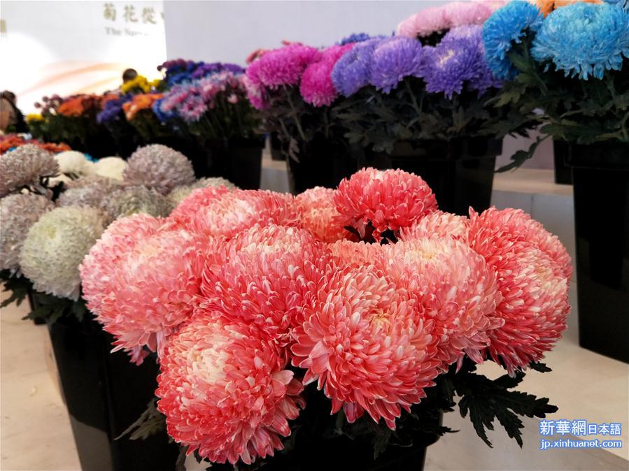 （图文互动）（2）上千个中外菊花参赛作品亮相北京世园会