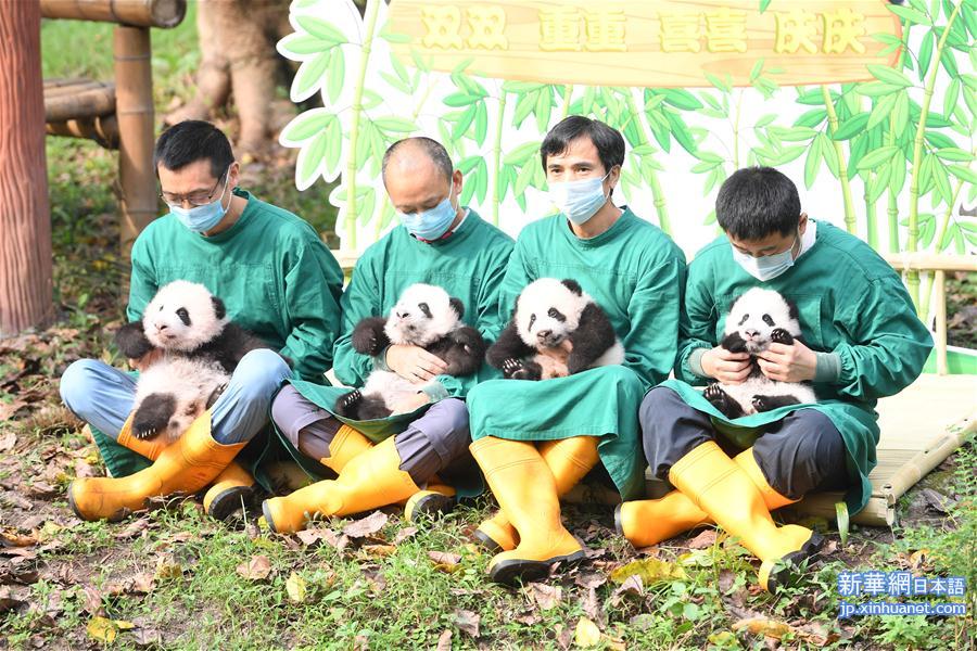 （社会）（1）重庆：大熊猫“四宝”首次户外亮相