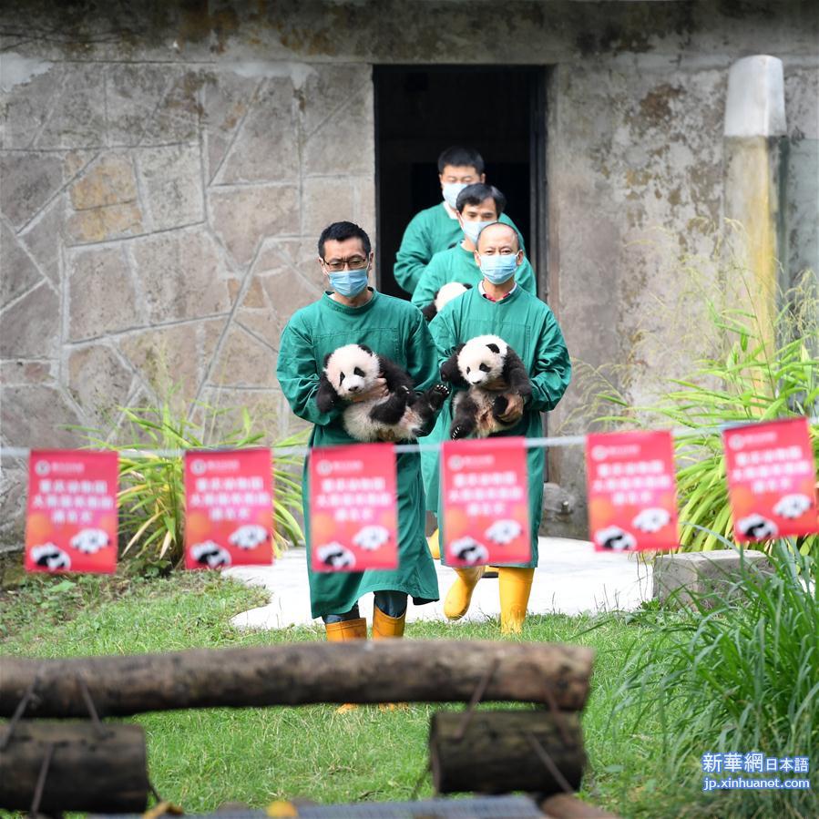 （社会）（2）重庆：大熊猫“四宝”首次户外亮相