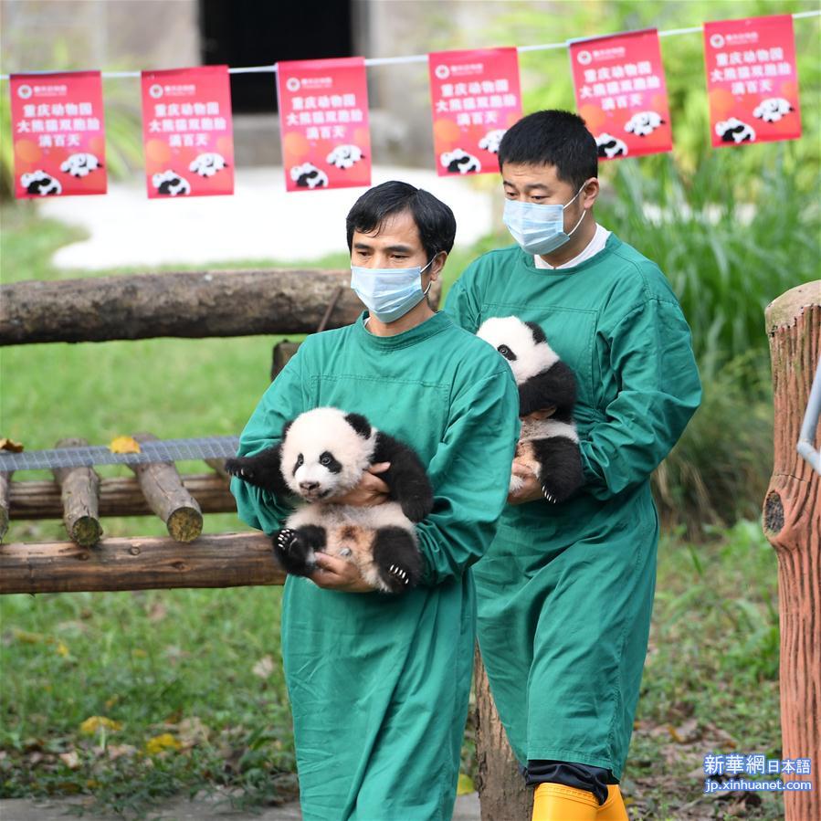 （社会）（3）重庆：大熊猫“四宝”首次户外亮相