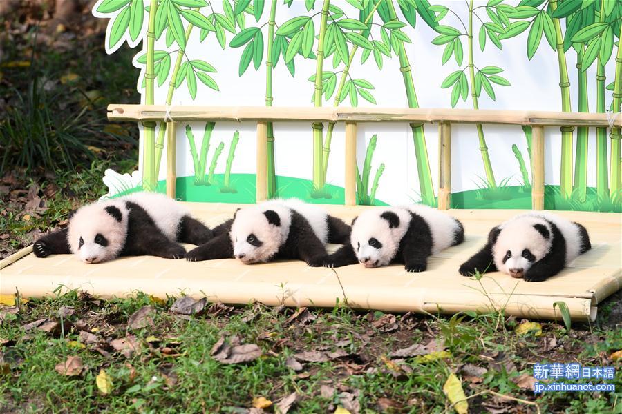 （社会）（4）重庆：大熊猫“四宝”首次户外亮相