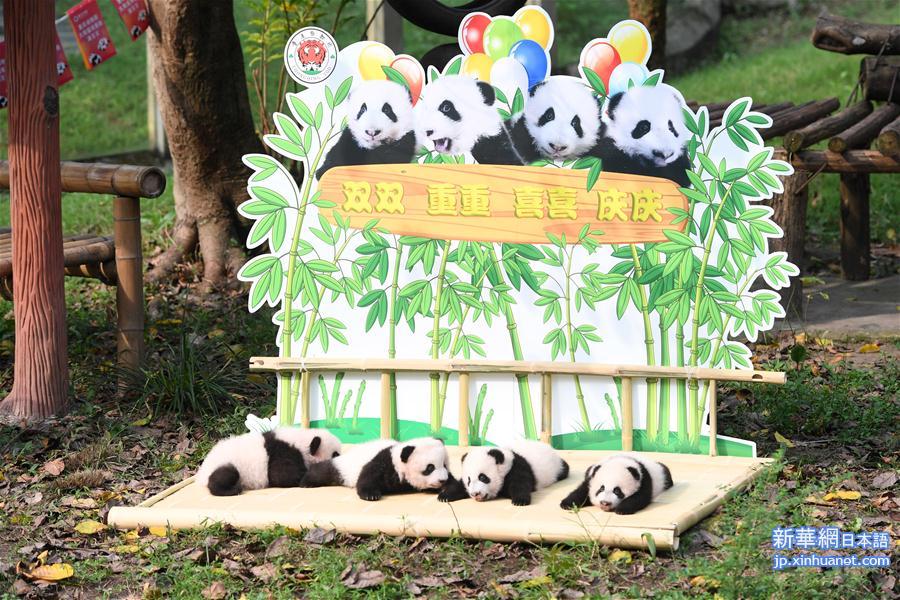 （社会）（5）重庆：大熊猫“四宝”首次户外亮相