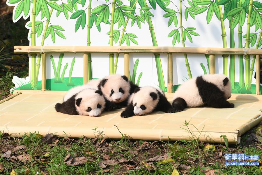 （社会）（6）重庆：大熊猫“四宝”首次户外亮相