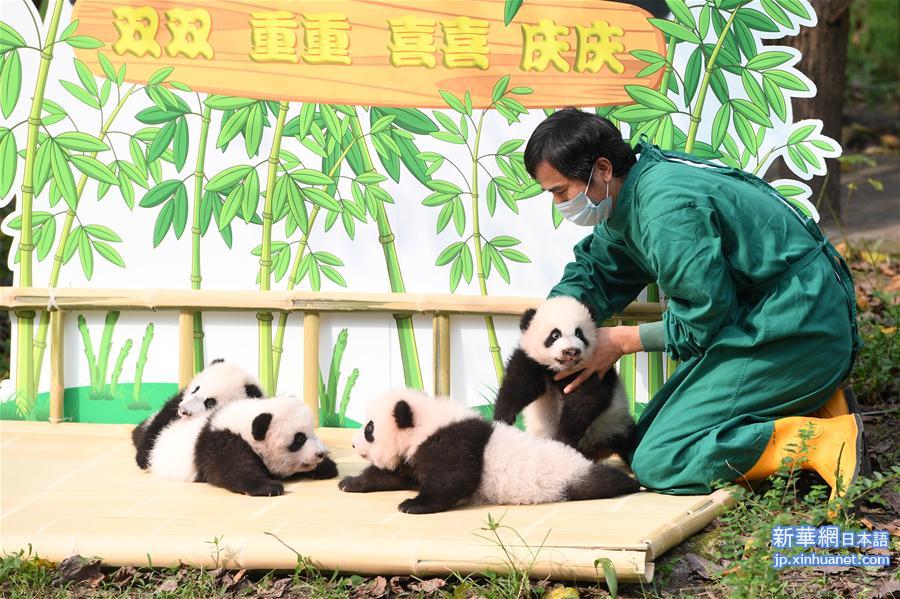 （社会）（7）重庆：大熊猫“四宝”首次户外亮相