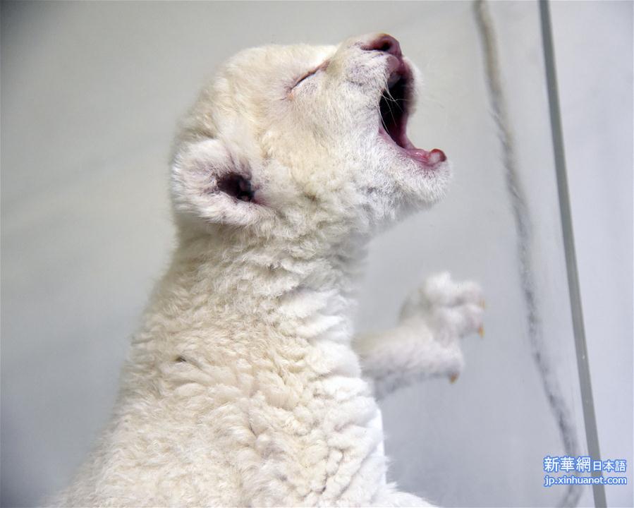 （社会）（1）济南：“龙凤胎”白狮出生 珍稀又可爱