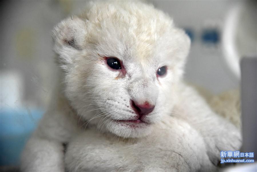 （社会）（3）济南：“龙凤胎”白狮出生 珍稀又可爱