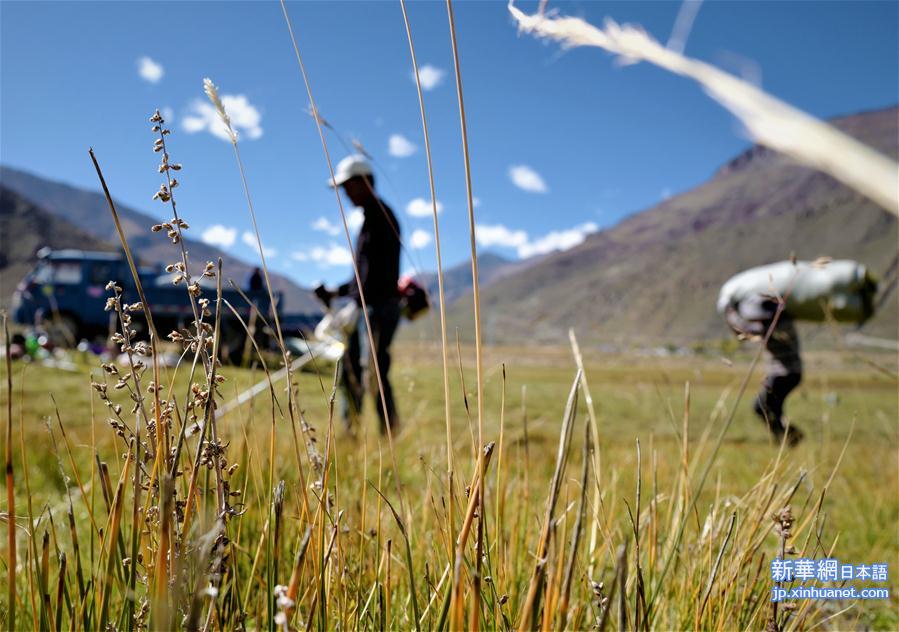 （社会）（2）西藏：牧草丰收储“冬粮”