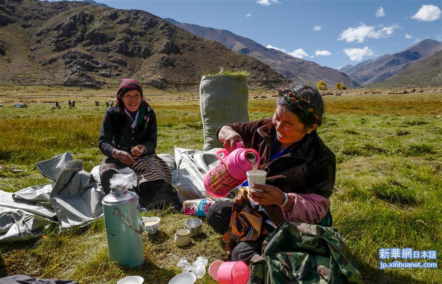 （社会）（4）西藏：牧草丰收储“冬粮”