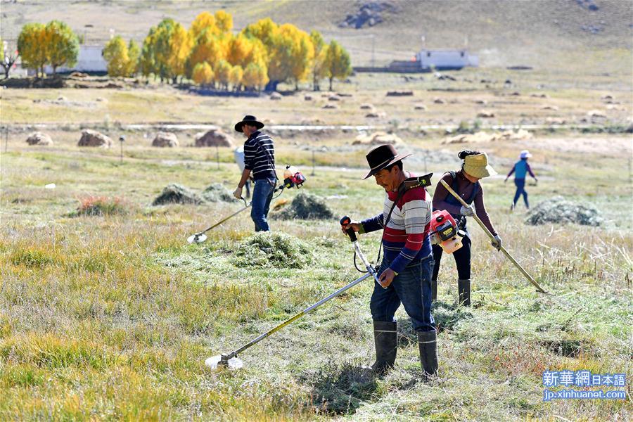 （社会）（5）西藏：牧草丰收储“冬粮”
