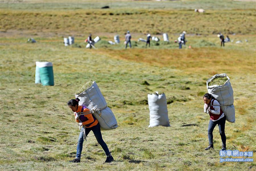（社会）（6）西藏：牧草丰收储“冬粮”