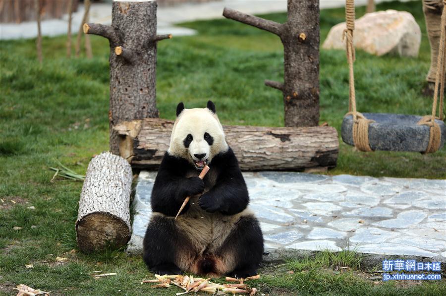 （图文互动）（3）四只大熊猫亮相“童话世界”九寨沟