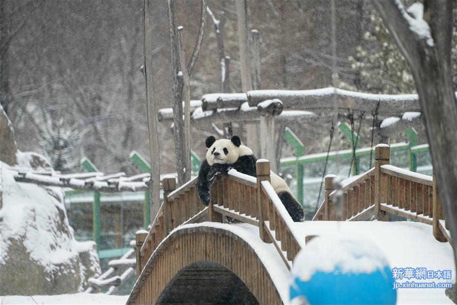（社会）（1）大熊猫享受“雪季”