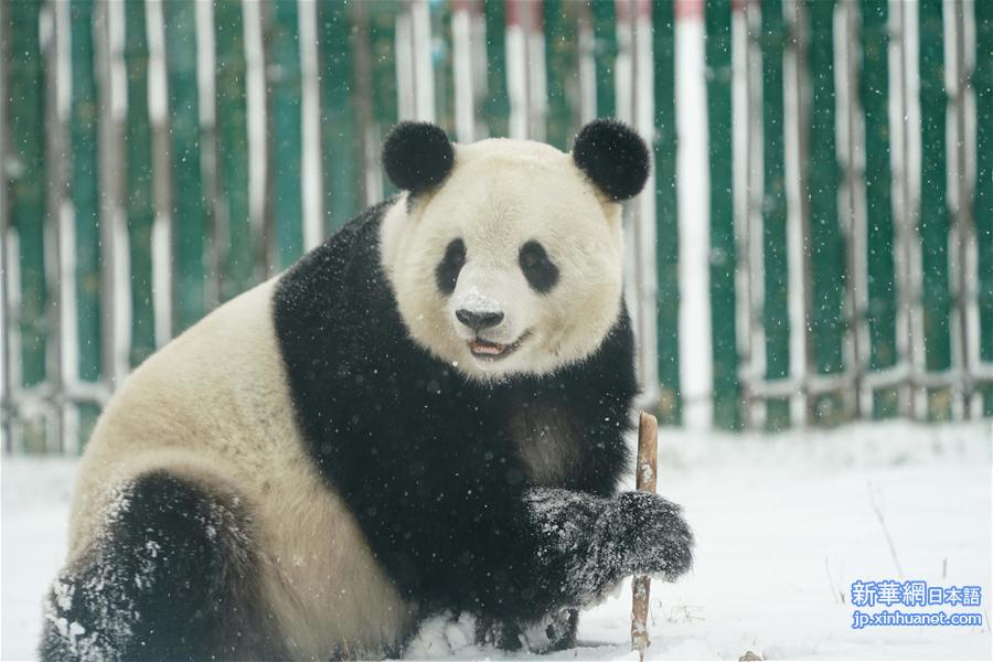 （社会）（5）大熊猫享受“雪季”