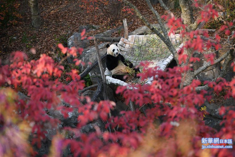 （国际）（1）旅美大熊猫“贝贝”接受回国前最后一次体检