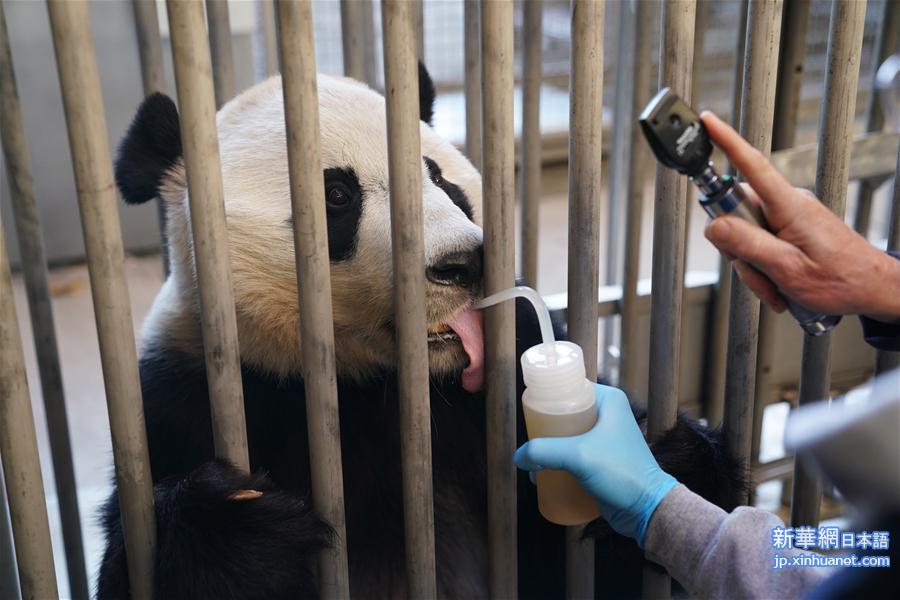 （国际）（3）旅美大熊猫“贝贝”接受回国前最后一次体检