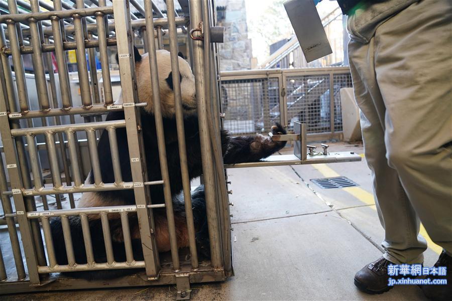 （国际）（4）旅美大熊猫“贝贝”接受回国前最后一次体检