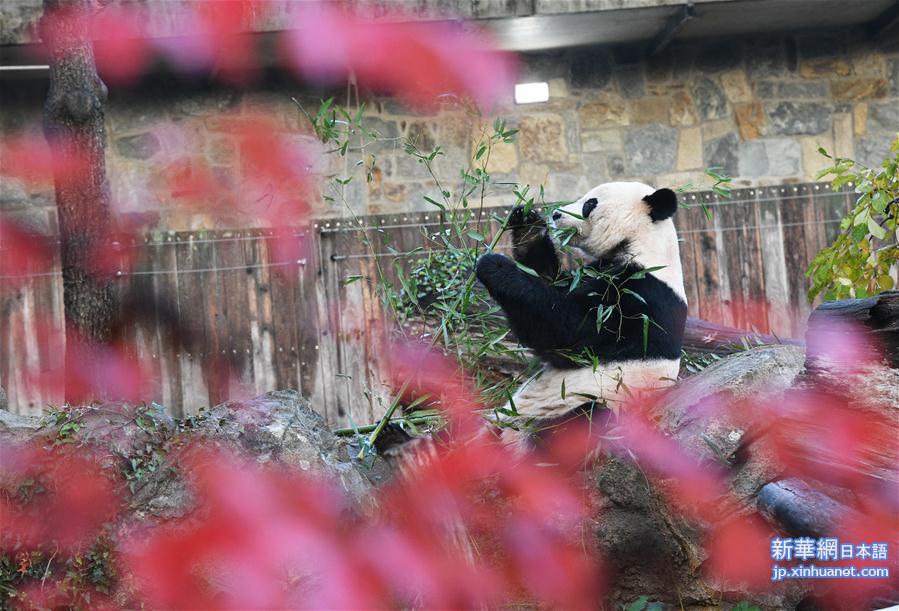 （国际）（2）旅美大熊猫“贝贝”启程回国
