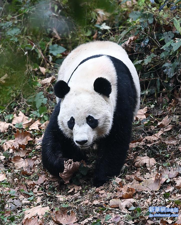 （社会）（1）旅美大熊猫“贝贝”回到四川