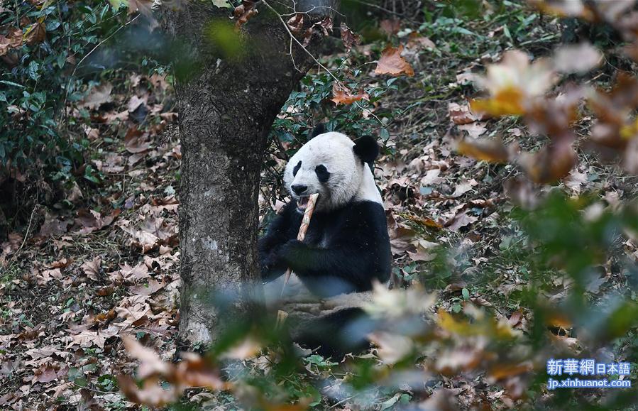 （社会）（3）旅美大熊猫“贝贝”回到四川