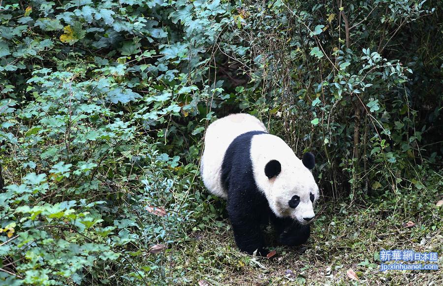 （社会）（4）旅美大熊猫“贝贝”回到四川