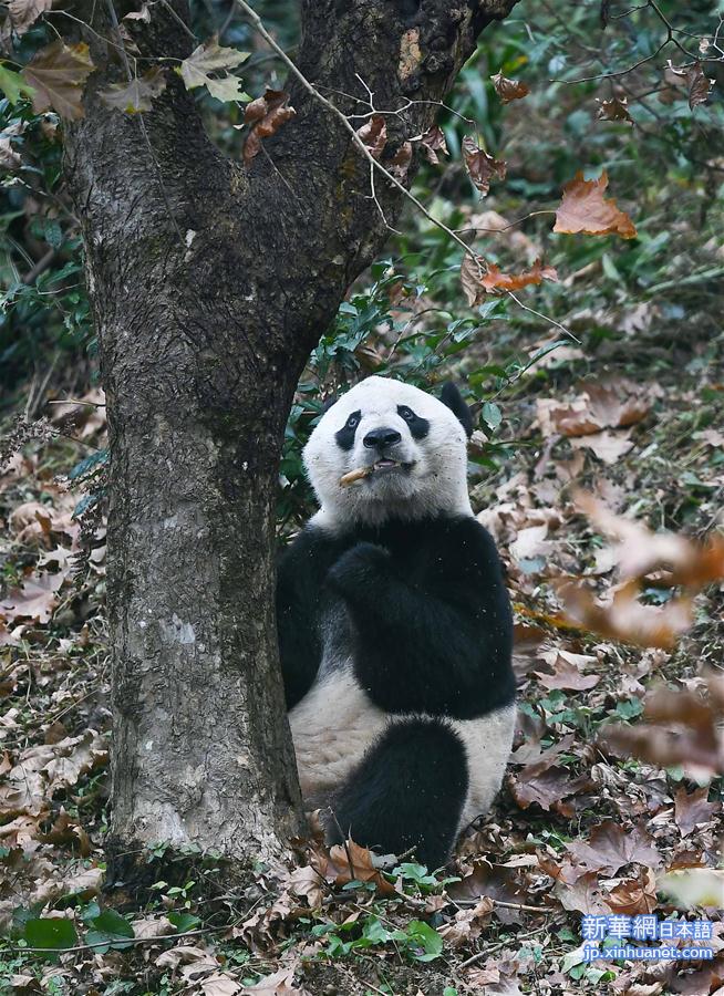 （社会）（5）旅美大熊猫“贝贝”回到四川