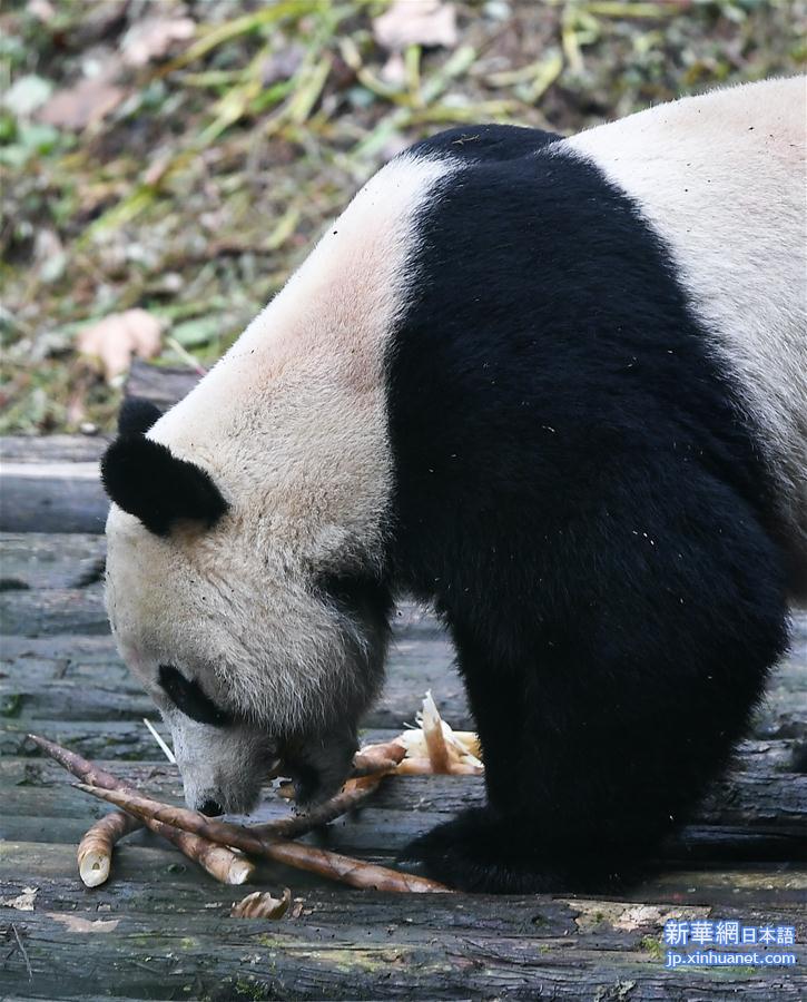 （社会）（6）旅美大熊猫“贝贝”回到四川