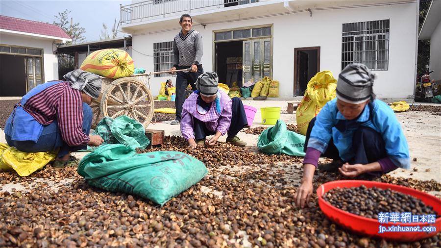 （经济）（1）广西凌云：低产油茶改造助农脱贫