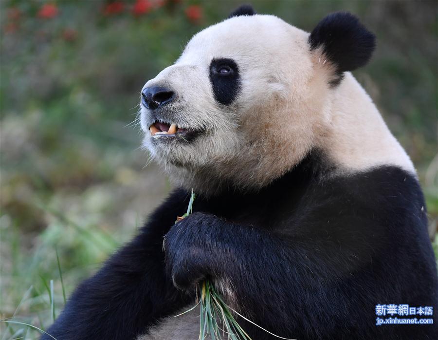 （新华视界）（1）秦岭大熊猫享受冬日暖阳