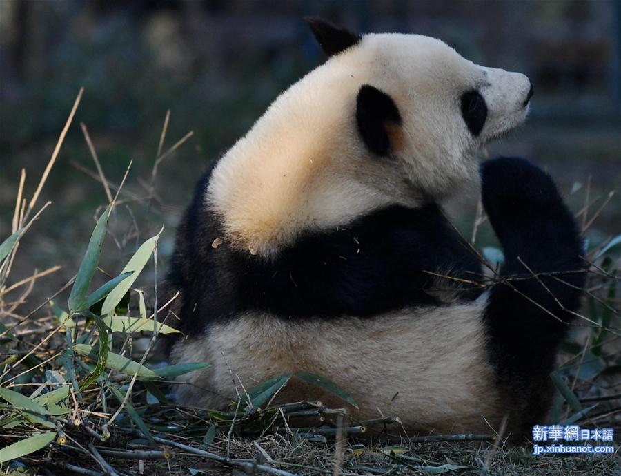 （新华视界）（2）秦岭大熊猫享受冬日暖阳