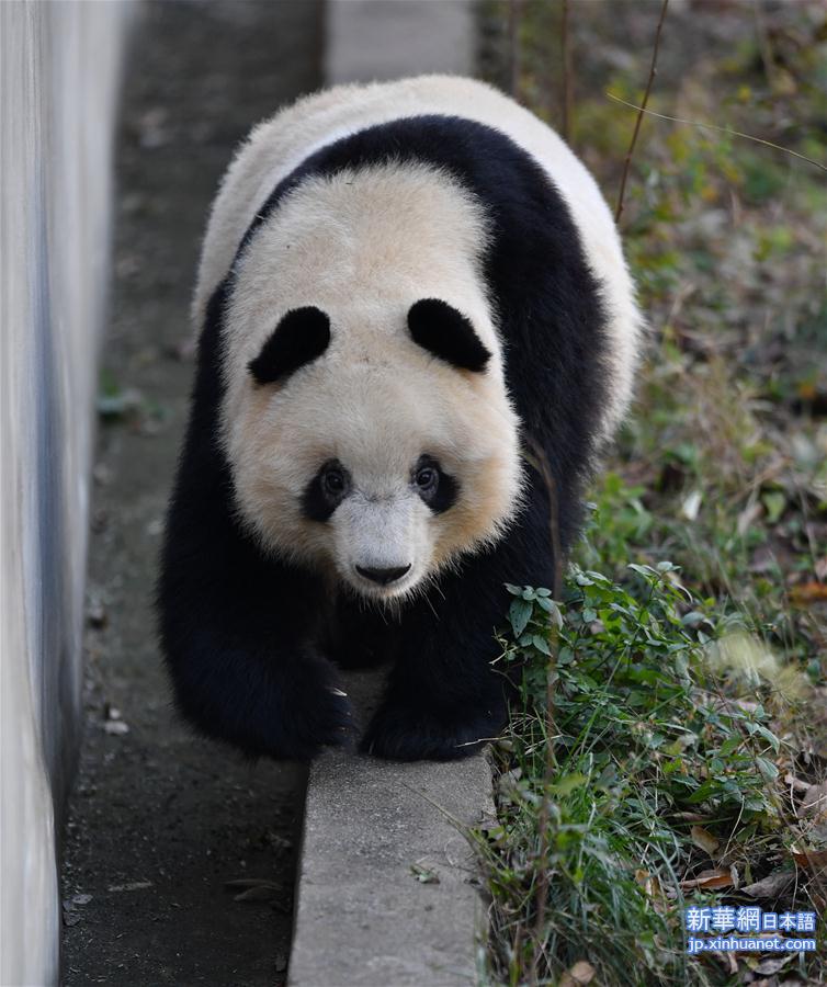 （新华视界）（3）秦岭大熊猫享受冬日暖阳