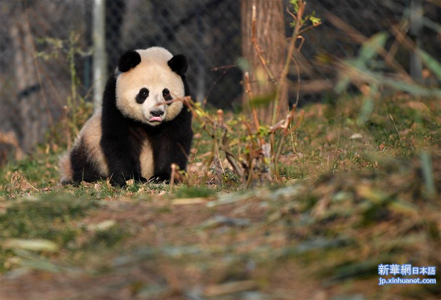（新华视界）（4）秦岭大熊猫享受冬日暖阳