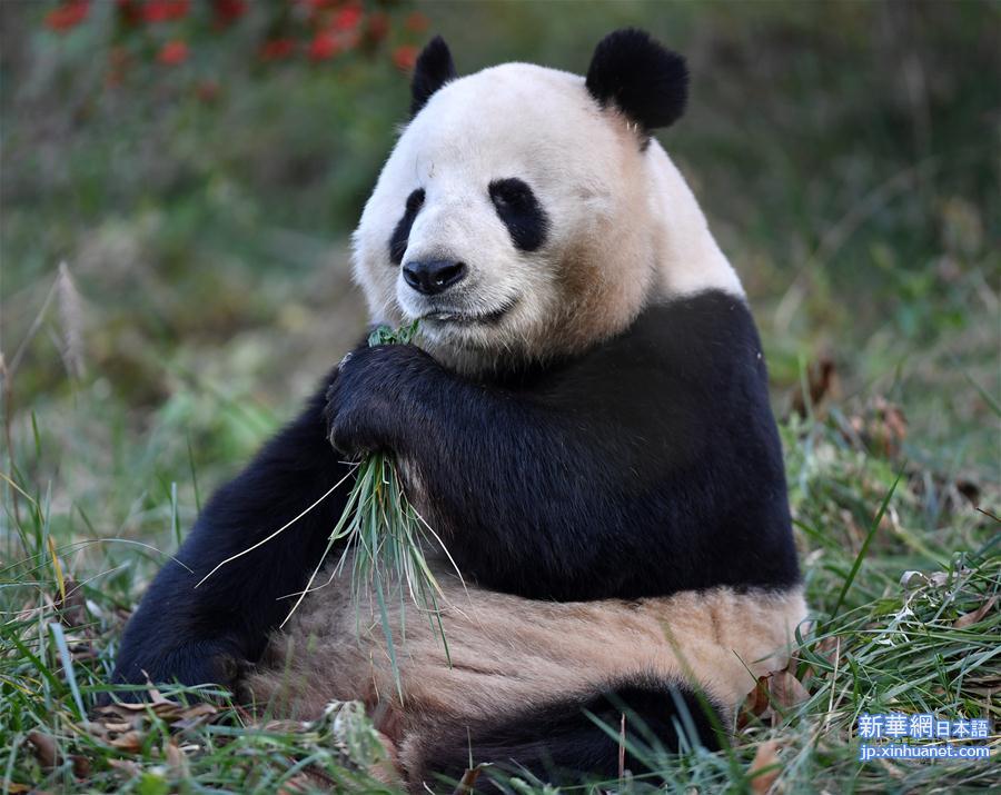 （新华视界）（5）秦岭大熊猫享受冬日暖阳