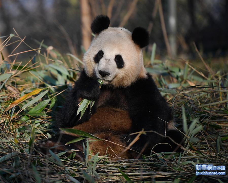 （新华视界）（6）秦岭大熊猫享受冬日暖阳