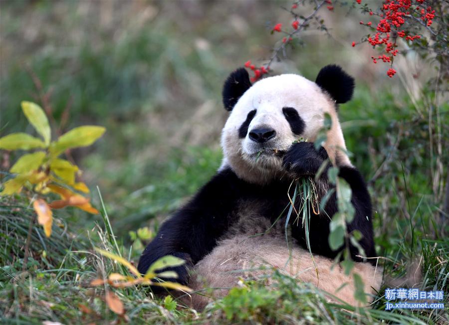 （新华视界）（7）秦岭大熊猫享受冬日暖阳