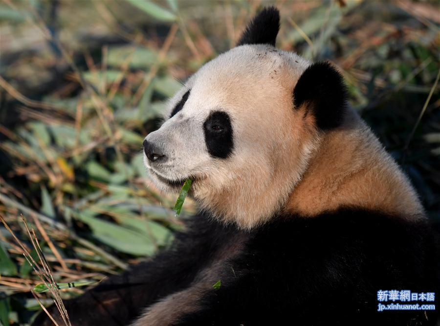 （新华视界）（8）秦岭大熊猫享受冬日暖阳