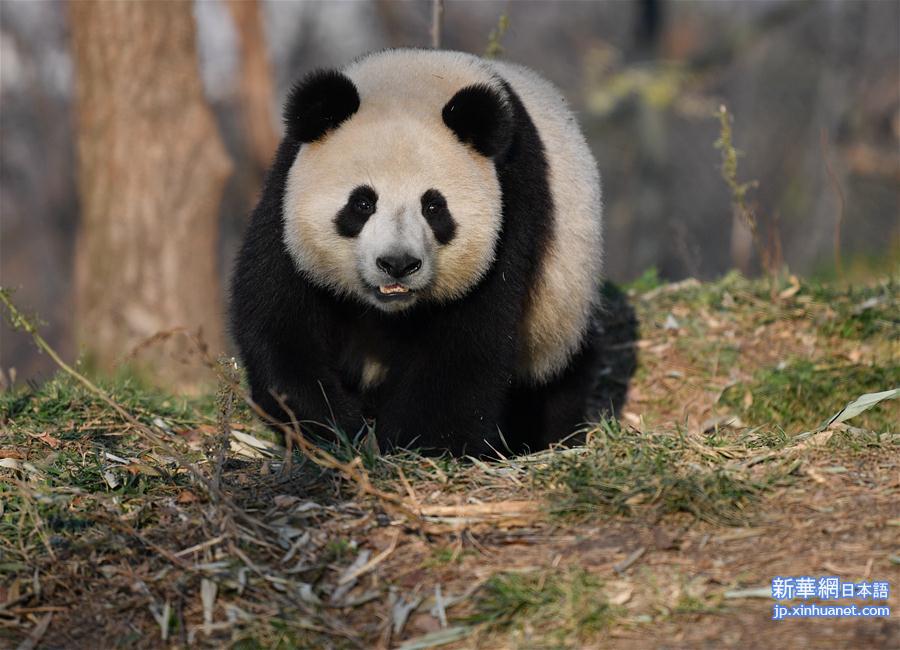 （新华视界）（9）秦岭大熊猫享受冬日暖阳