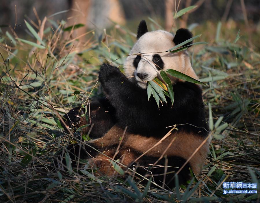 （新华视界）（11）秦岭大熊猫享受冬日暖阳