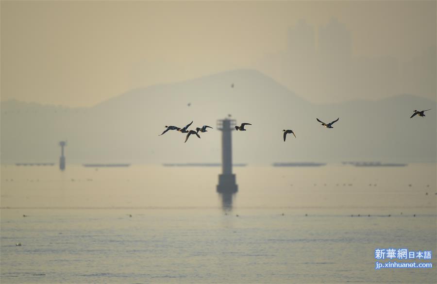 （生态）（6）“水鸟天堂”深圳湾