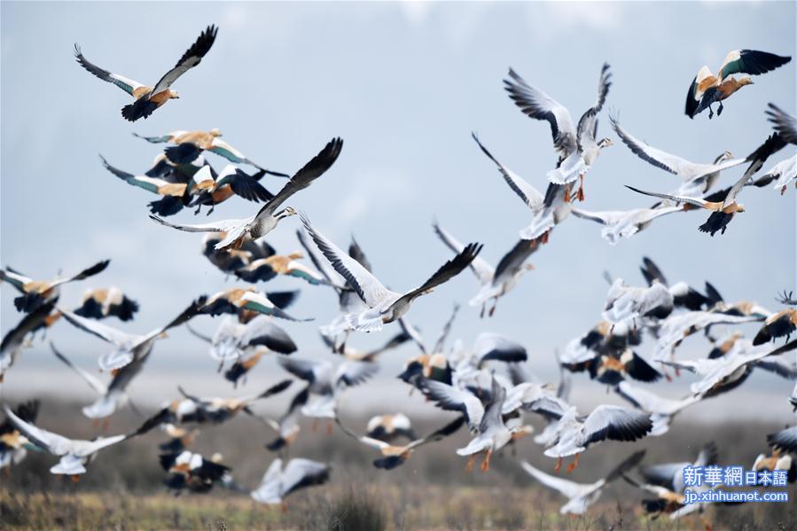 （环境）（1）贵州草海迎来大批越冬候鸟