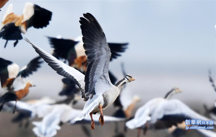 （环境）（2）贵州草海迎来大批越冬候鸟