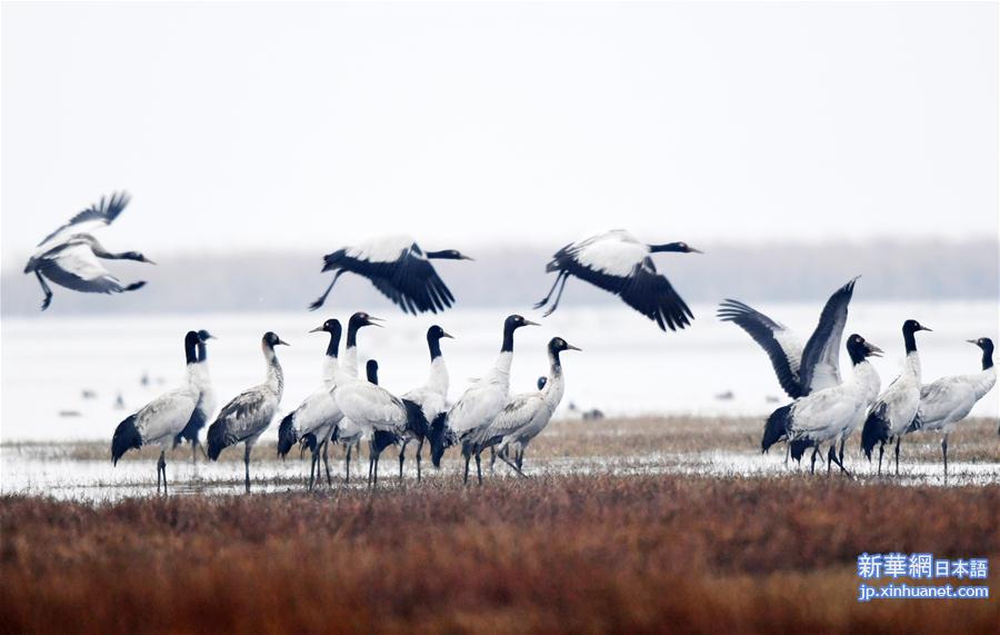 （环境）（3）贵州草海迎来大批越冬候鸟