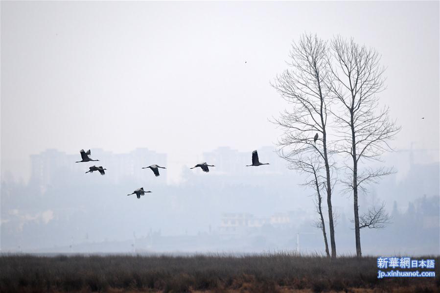 （环境）（5）贵州草海迎来大批越冬候鸟