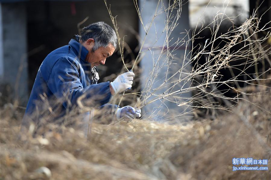 （社会）（2）安徽五河：小扫帚变身大产业
